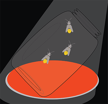 illustrated image of lightning bugs in a jar by Jen Strum, Silver Summer Creative
